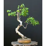 bonsai betulla