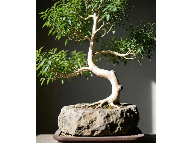 bonsai betulla