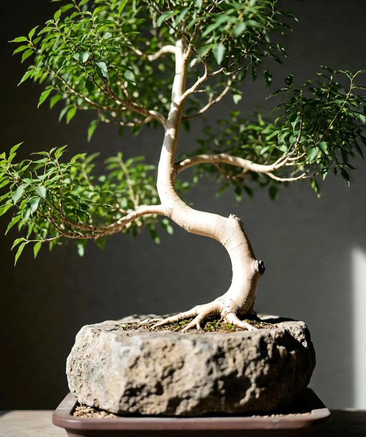 bonsai betulla
