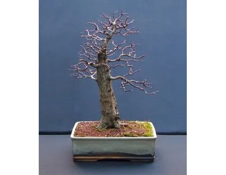 bonsai spoglio