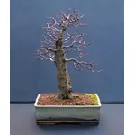 bonsai spoglio