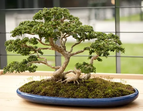 bonsai di bosso