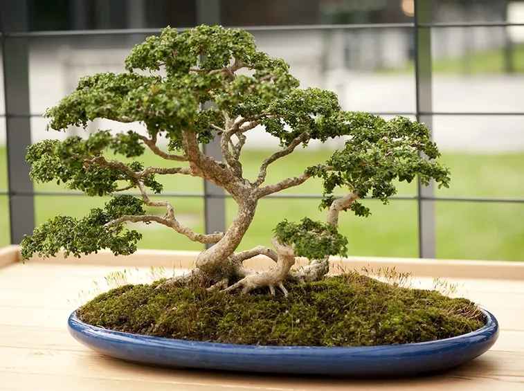 bonsai di bosso