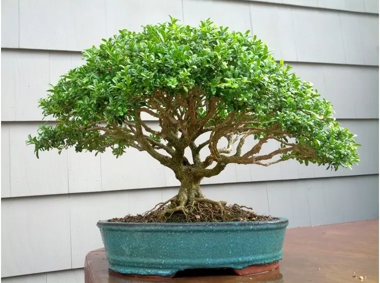 bonsai bosso