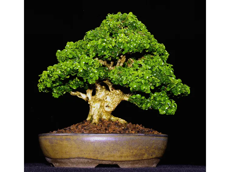 bonsai di bosso