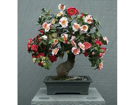 Cure bonsai camelia 