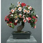Cure bonsai camelia 