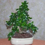 Bonsai carmona