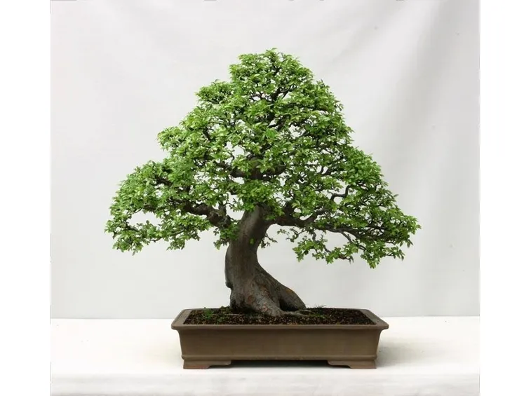 Come curare il bonsai