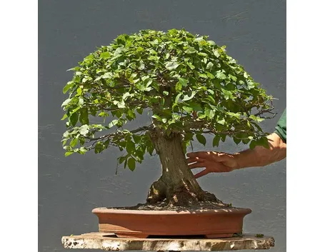 Bonsai carpino intero