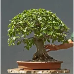 Bonsai carpino intero