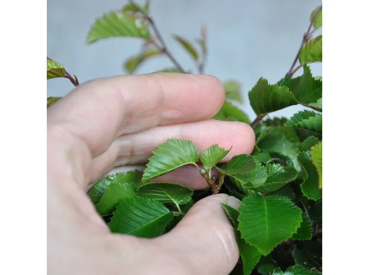 bonsai foglie 