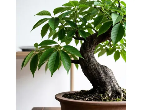 bonsai castagno