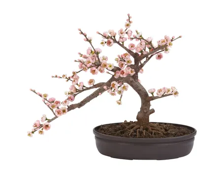 bonsai ciliegio