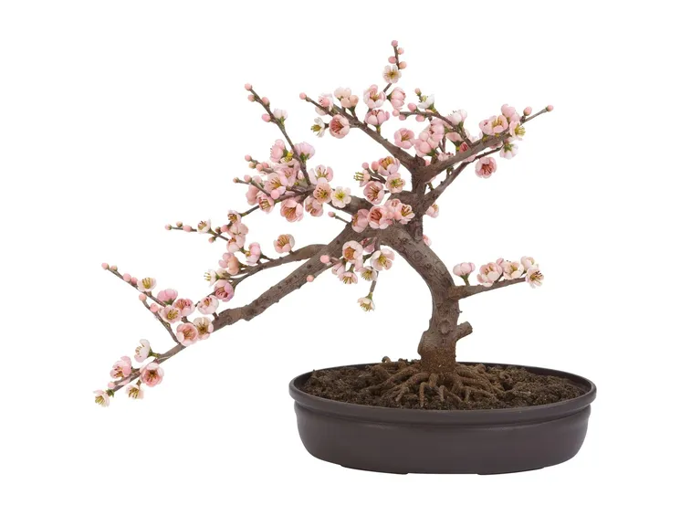 bonsai ciliegio 