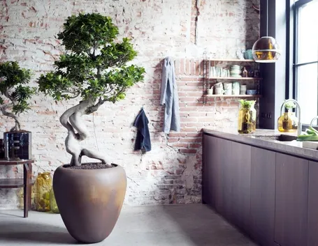 bonsai ginseng 