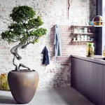 bonsai ginseng 