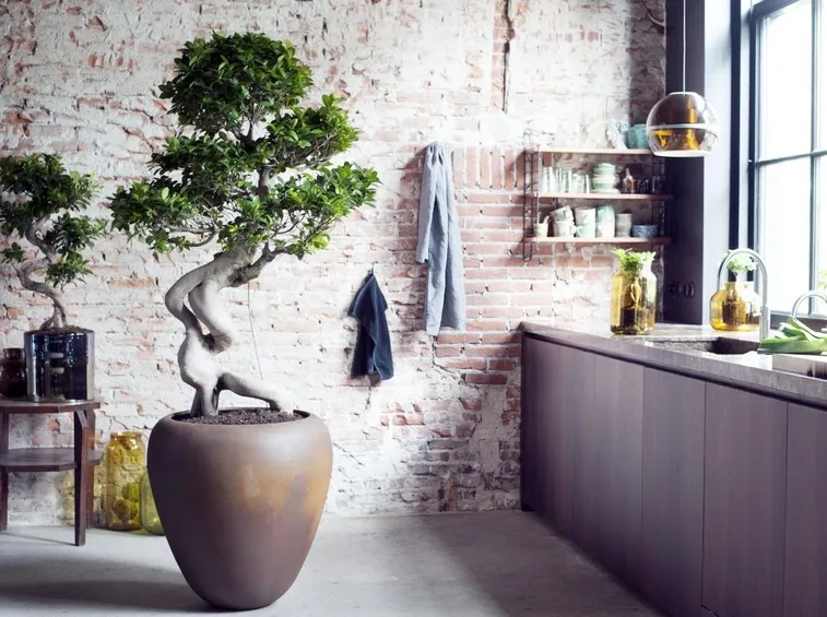 bonsai ginseng 