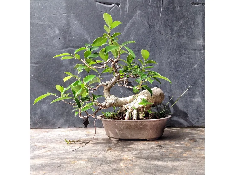 bonsai ginseng