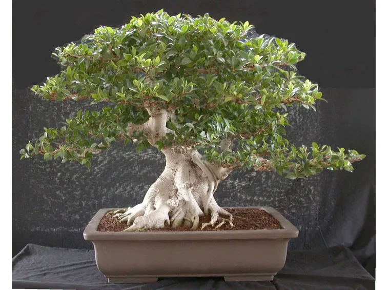 Bonsai di Ficus microcarpa