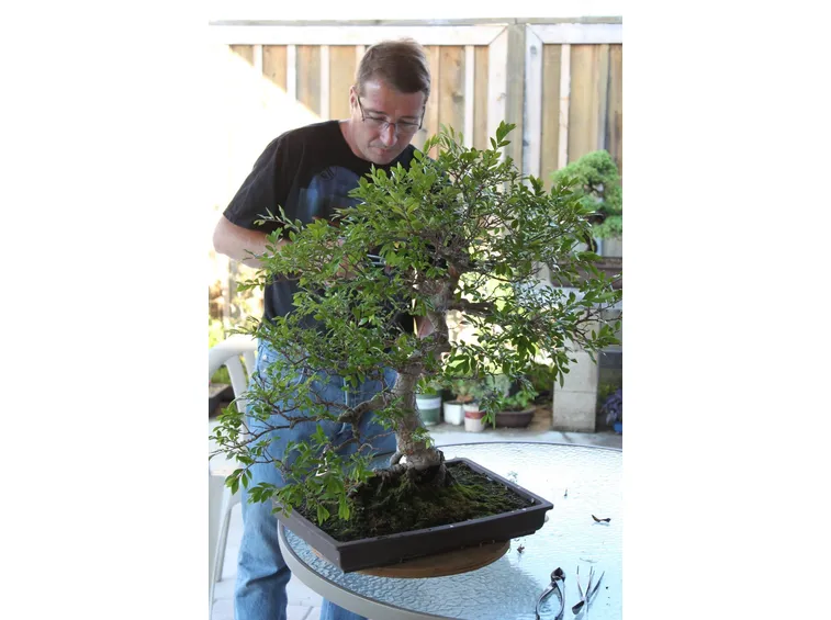 Potatura del bonsai