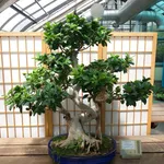 bonsai di ficus retusa
