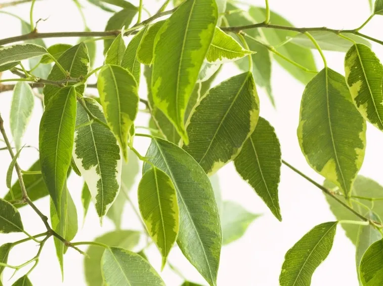ficus retusa