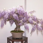 Glicine bonsai 