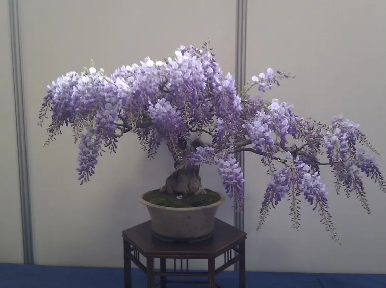 Bonsai glicine