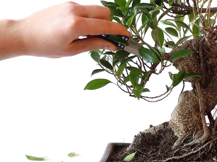 Potatura bonsai