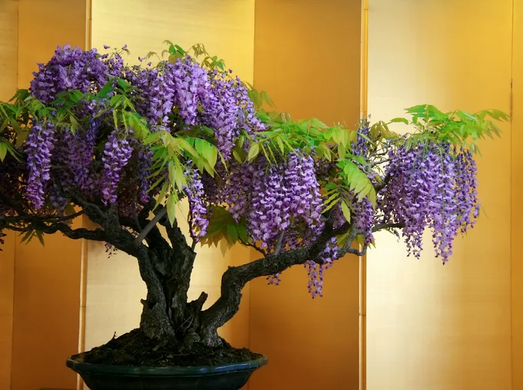 Bonsai di glicine