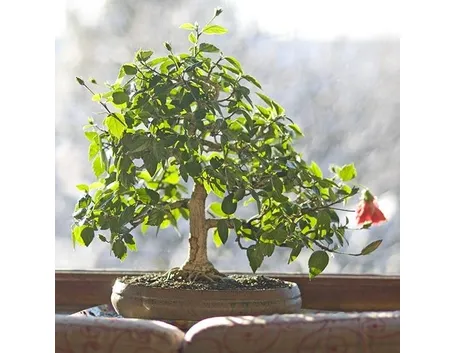 hibiscus 