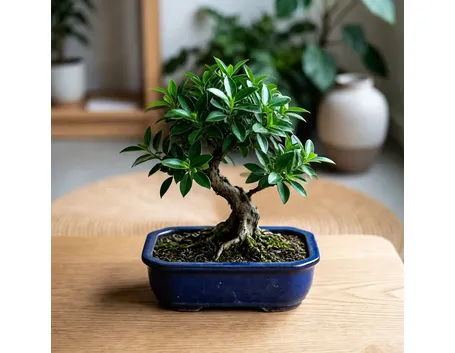 bonsai ligustrum