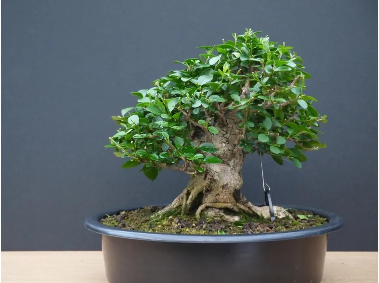 bonsai di ligustro