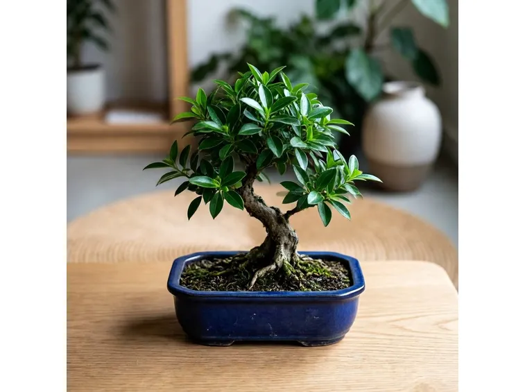 bonsai ligustrum