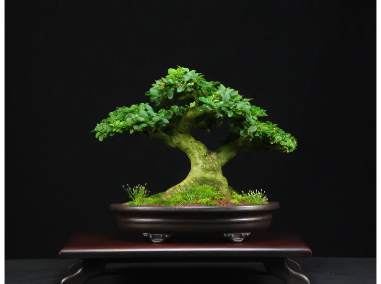 bonsai di ligustro