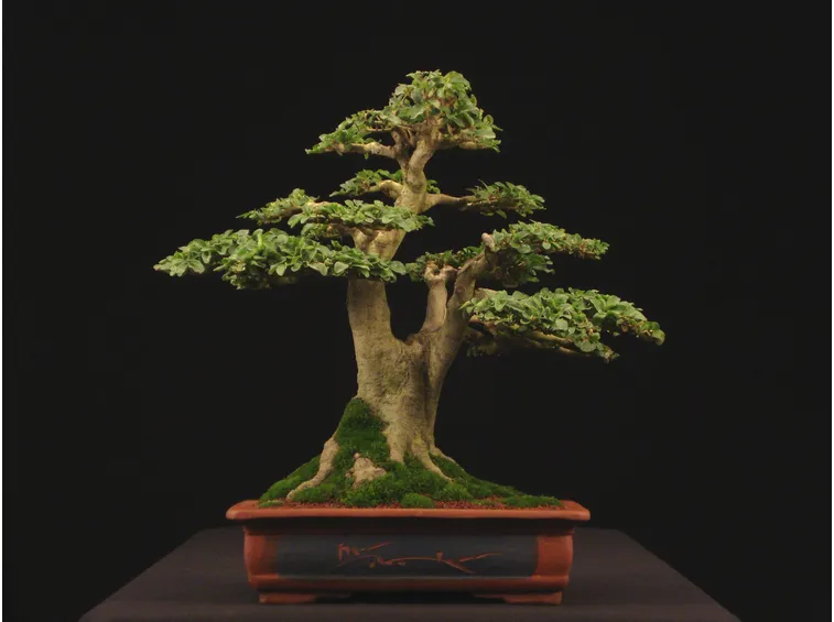 bonsai ligustrum