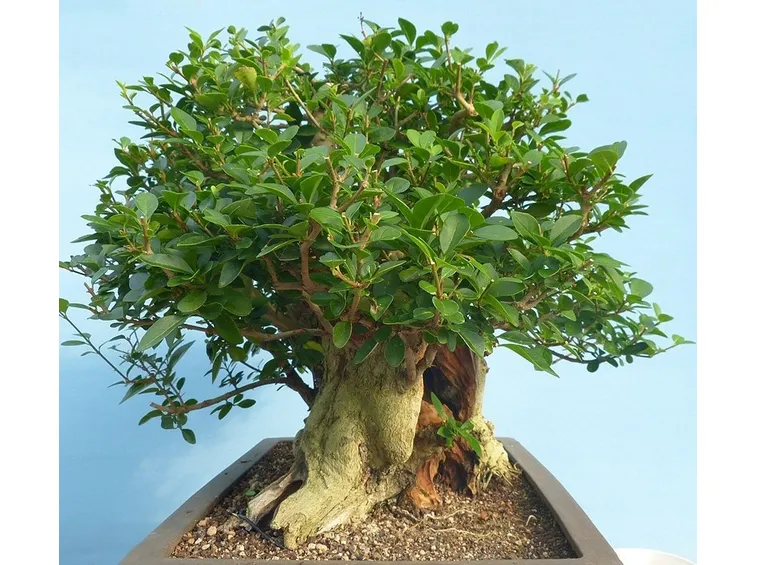 bonsai ligustro