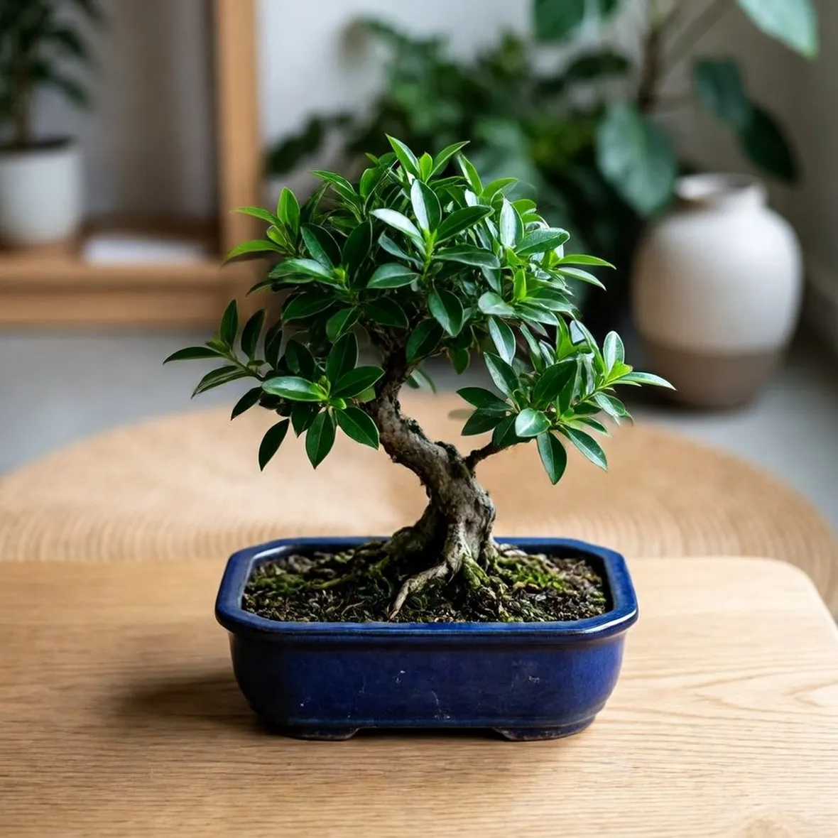bonsai ligustrum