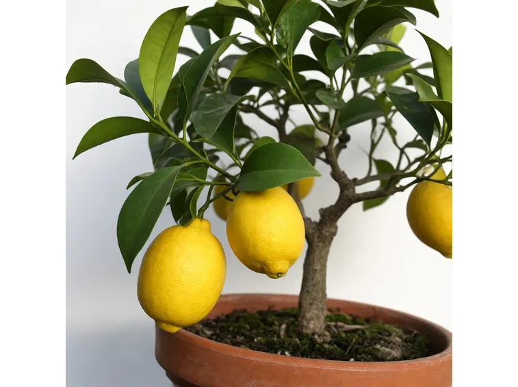 Bonsai limone con frutti