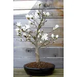 Bonsai magnolia 