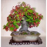 Bonsai melo 