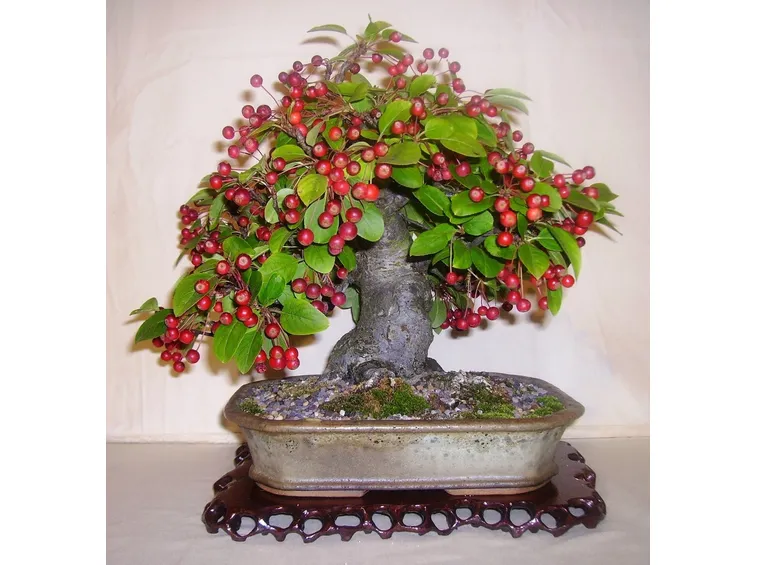 Bonsai melo 