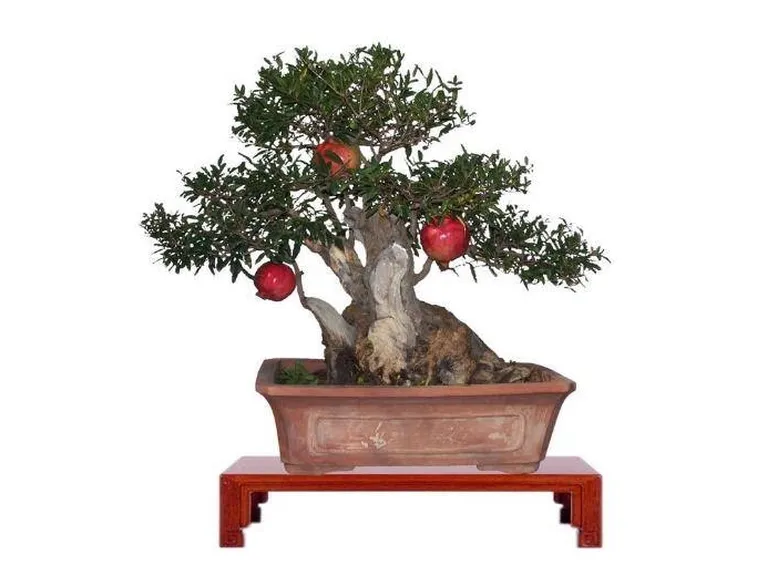 bonsai melograno 