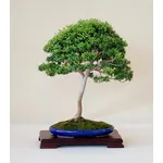 bonsai mirto