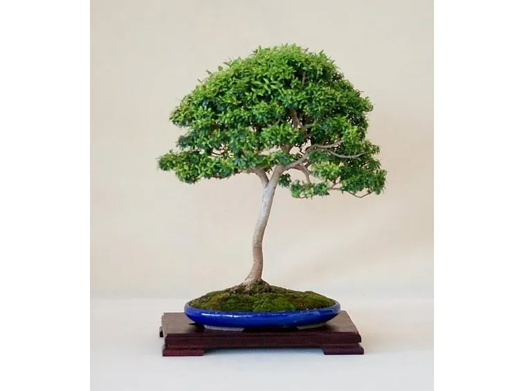 bonsai mirto