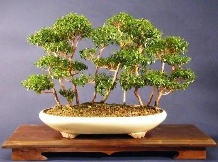 ramificato