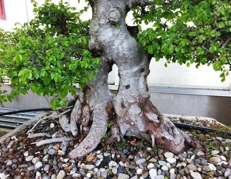 bonsai olmo