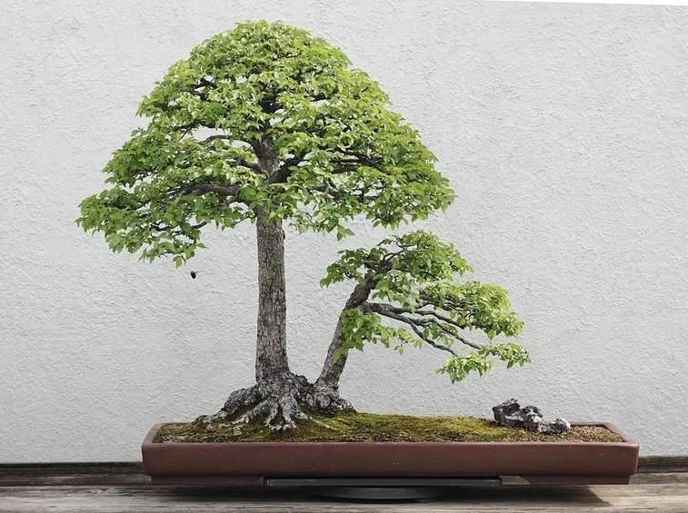 bonsai di olmo