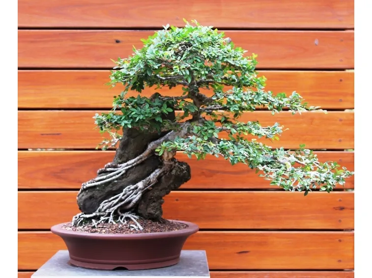 bonsai di olmo